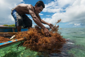 health benefits of sea moss